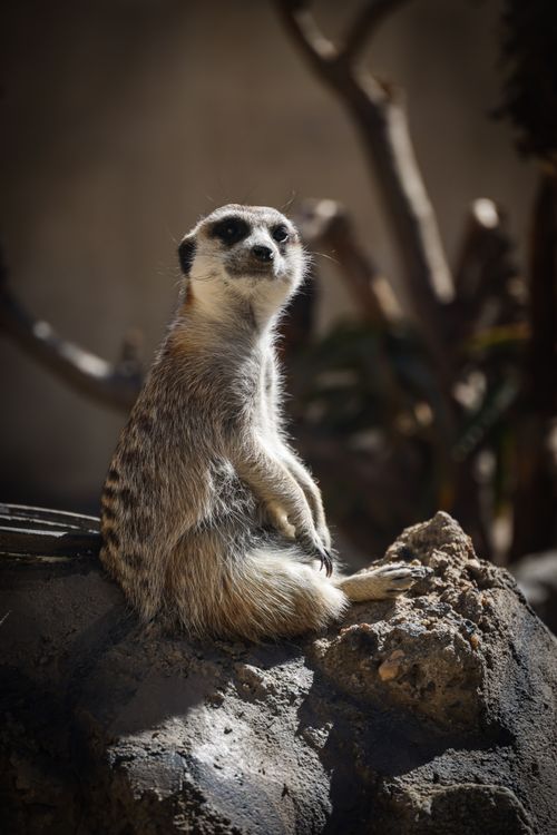 Free A meerkat perched on a rock, enjoying the sunlight in a natural habitat. Stock Photo
