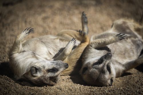 Free Two meerkats playfully lying on their backs in the sun, showcasing their playful behavior in natural habitat. Stock Photo