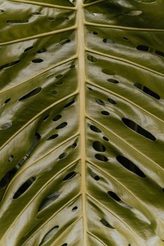 Detailed view of a green Monstera leaf showcasing its natural holes and texture.. detailed, view, green