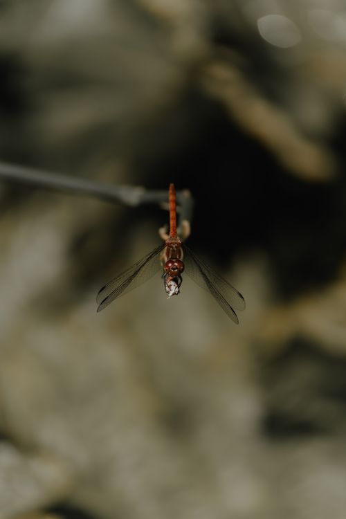 Free A detailed macro photograph of a red dragonfly against a blurred background. Stock Photo