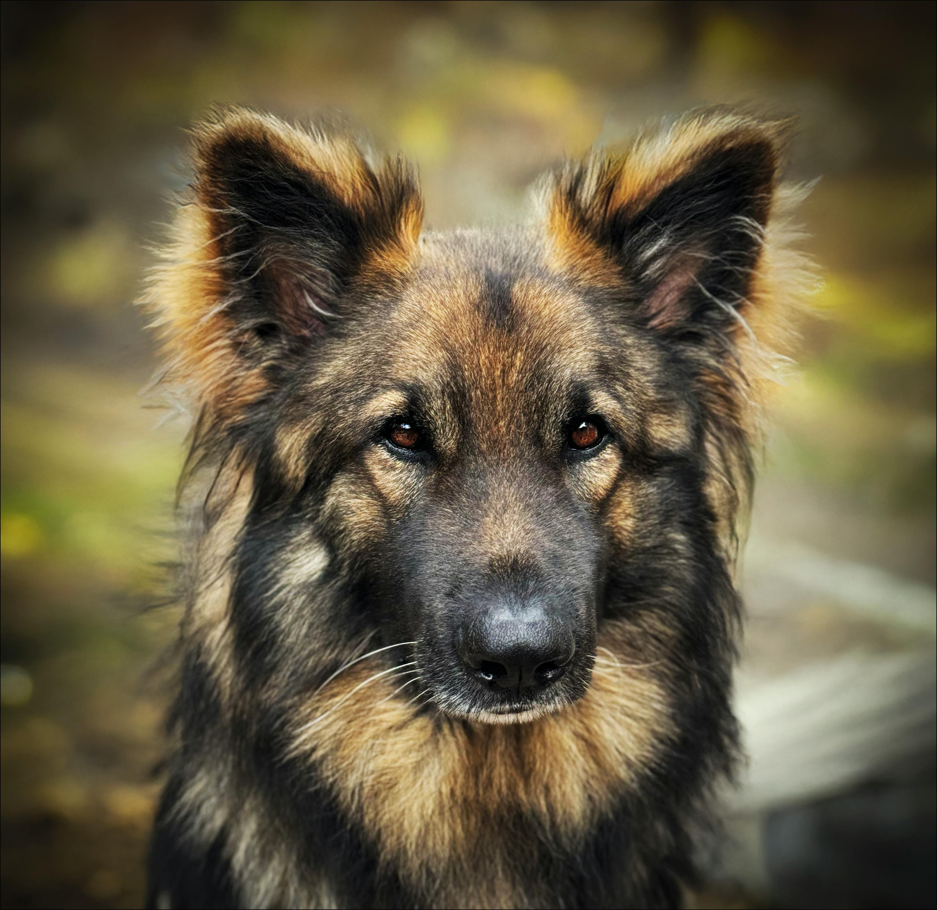 Rapawzel Dog Grooming &amp; Daycare Opens New Location on Manhattan’s Upper West Side — Photo by Lia Overman on Pexels