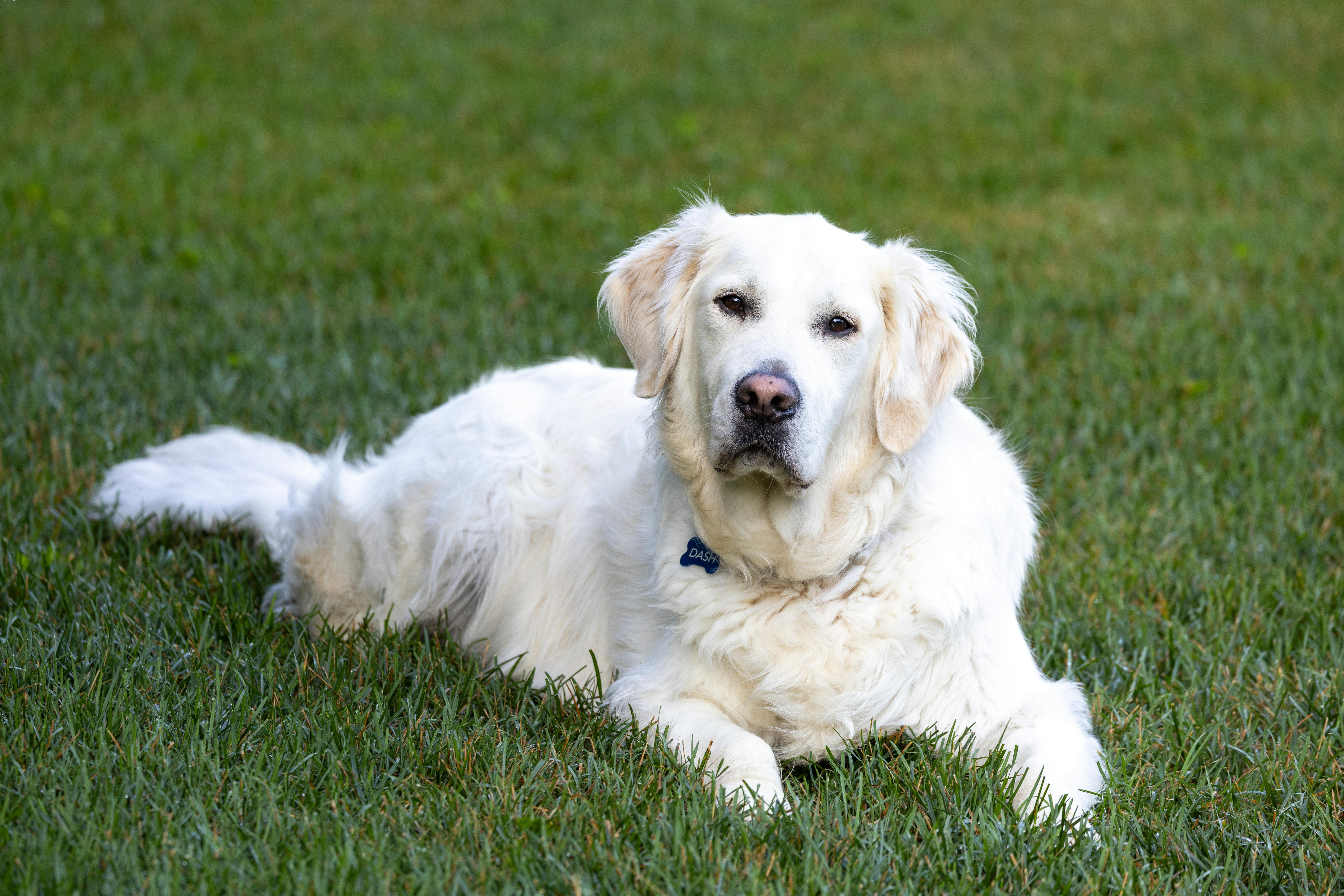 Pet grooming franchise Scenthound marks its spot in Chesterfield — Photo by Mohan Nannapaneni on Pexels