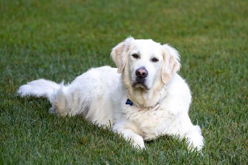 Free A golden retriever dog relaxes on a lush green lawn on a sunny day. Stock Photo