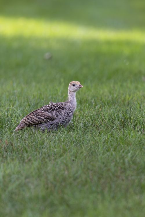 Free A young wild turkey standing in green grass in Southborough, Massachusetts. Stock Photo