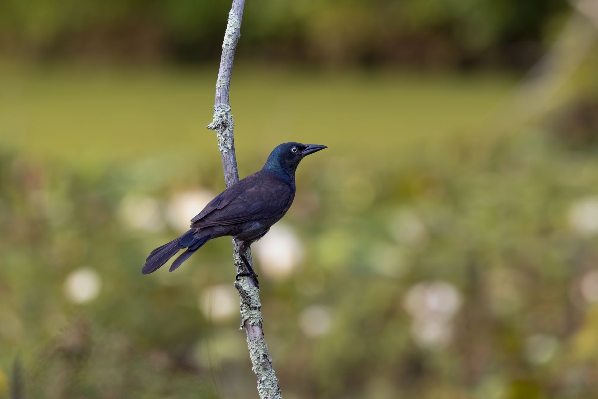 A Common Grackle (Quiscalus quiscula) perched on a branch in Sudbury, Massachusetts.