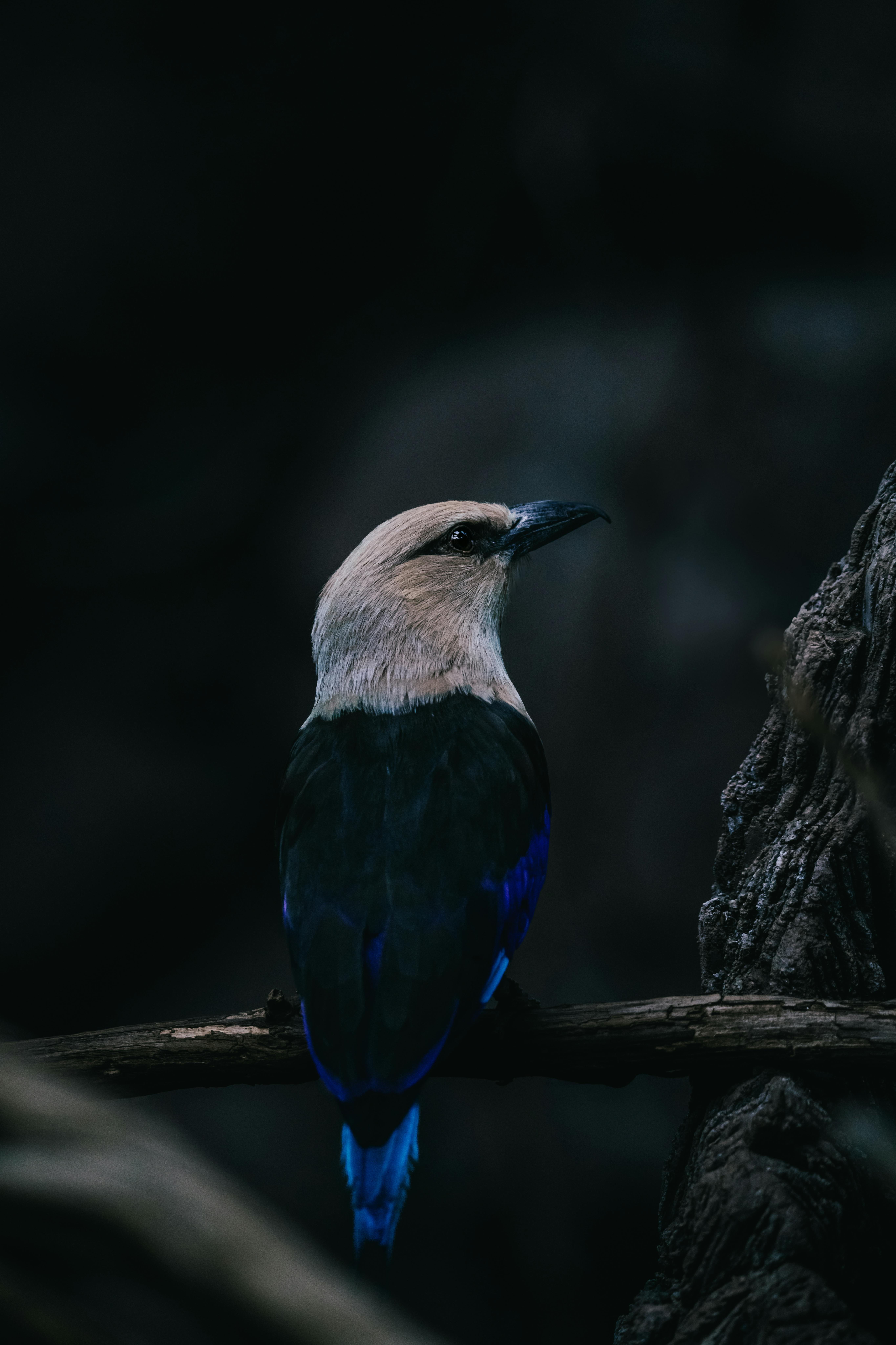 Stunning blue jay sitting gracefully on a branch, surrounded by dark forest ambiance.