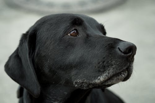 Free Close-up Photography Black Labrador Retriever Stock Photo