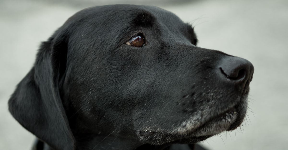 5 Practical Ways to Cover Your Dog's Veterinary Bills Without Breaking the Bank