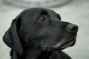 Close-up Photography Black Labrador Retriever