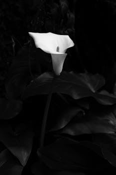 A striking black and white photograph of a single calla lily in bloom.
