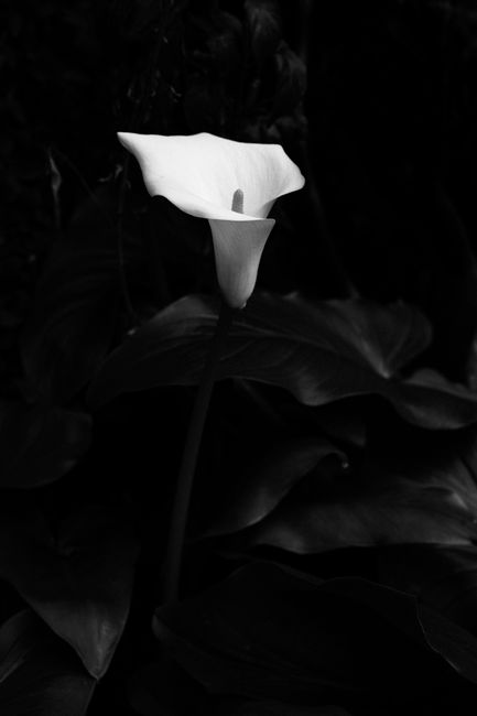 A striking black and white photograph of a single calla lily in bloom.