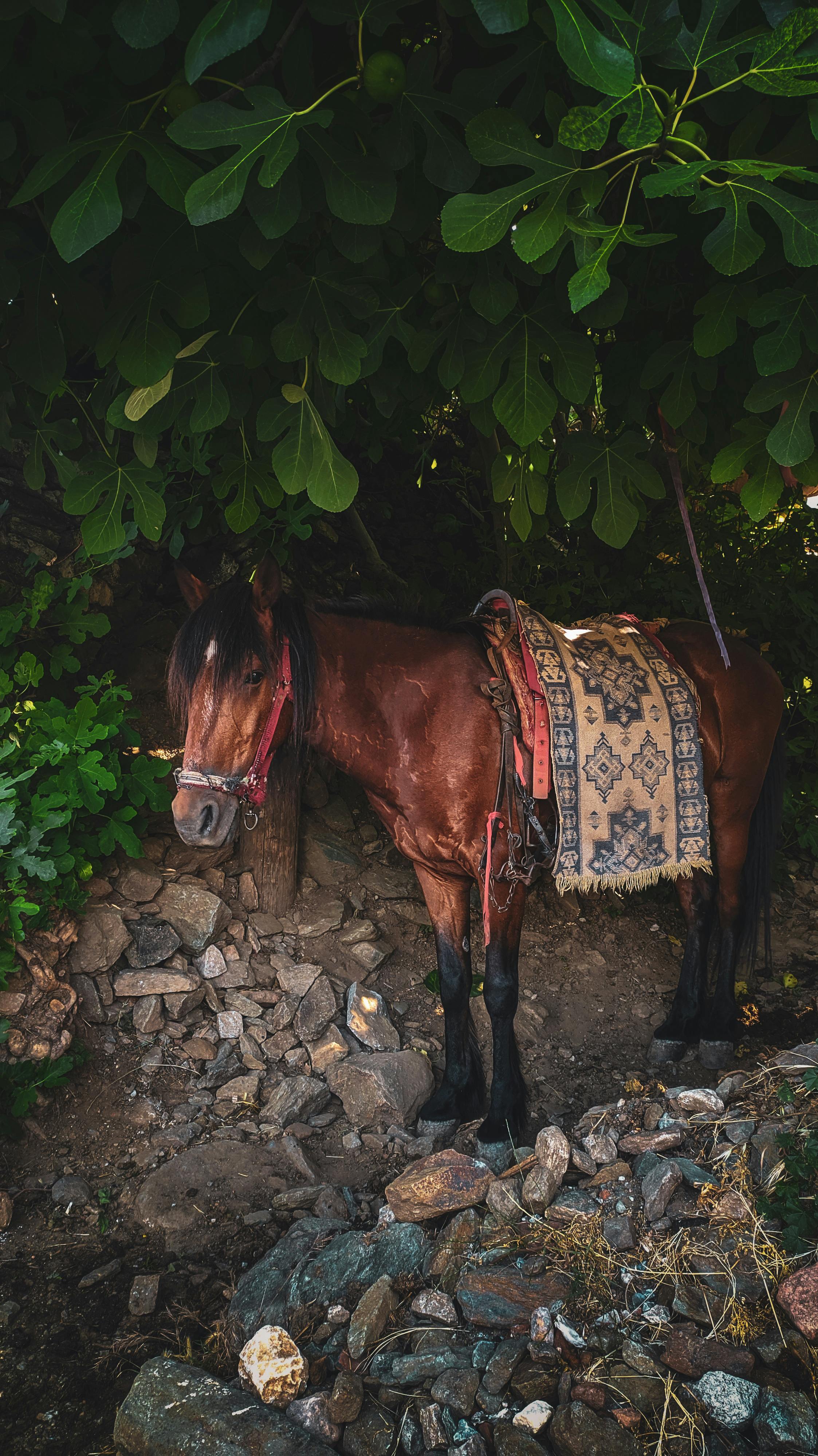 Responsible Tourism and Horse Welfare