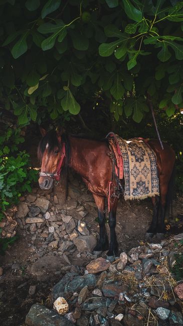 Responsible Tourism and Horse Welfare Responsible Tourism and Horse Welfare