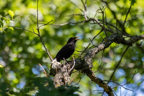 Free A blackbird perched on a tree branch in a lush green forest, mid-song. Stock Photo