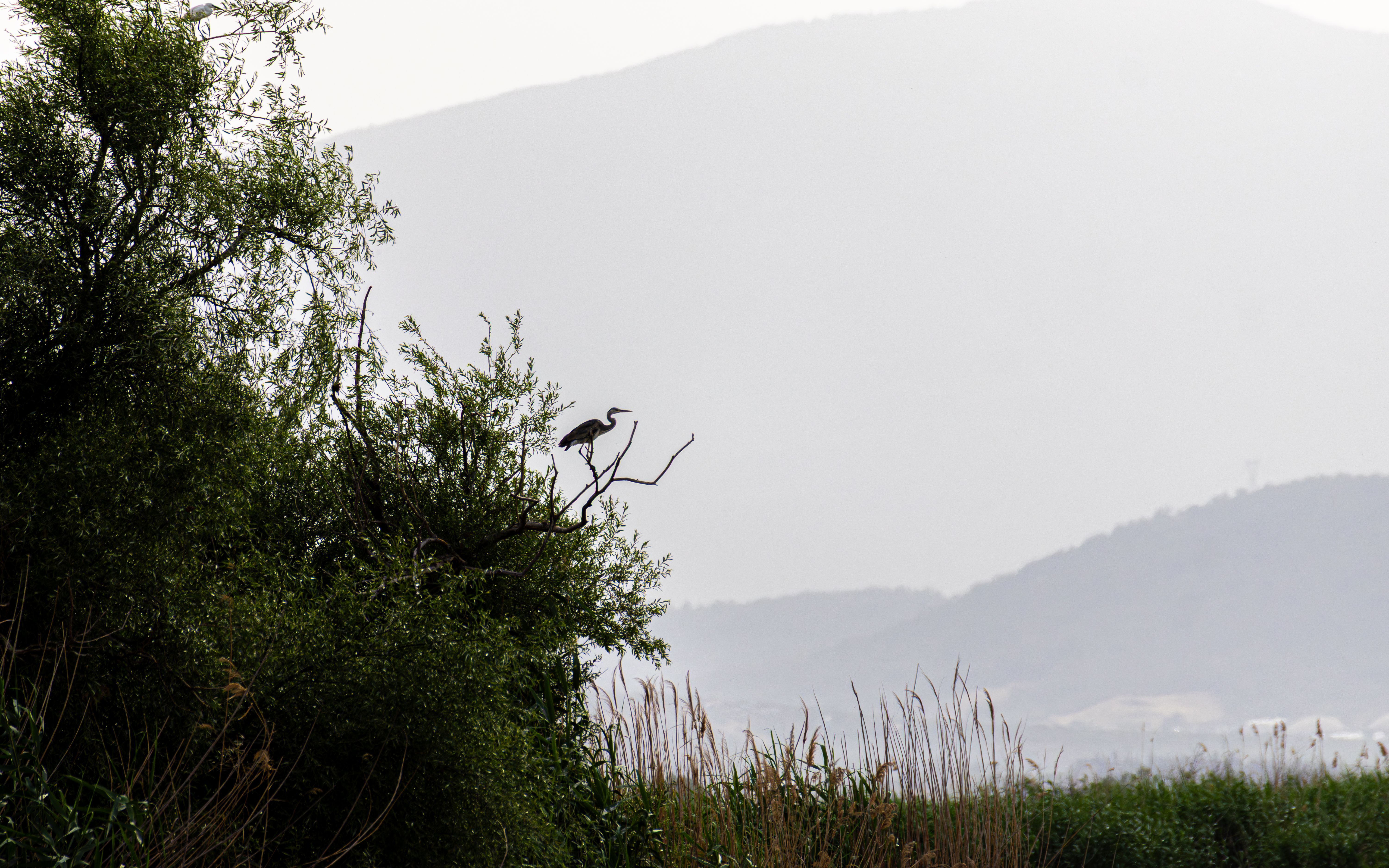 A heron perched on a tree branch against a misty, mountainous background.