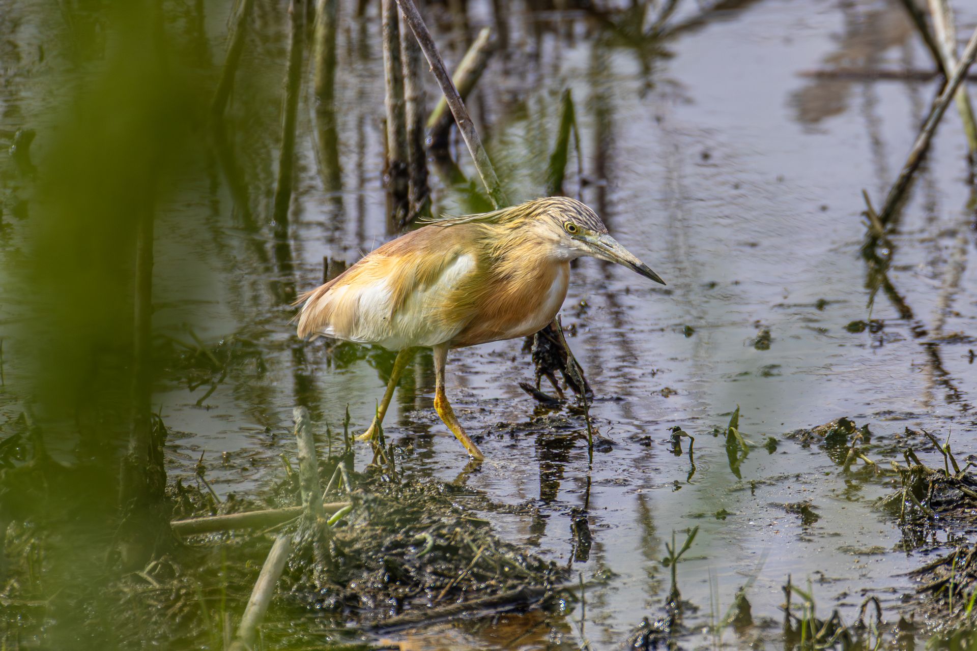 Yellow Bittern wading through wetland vegetation, showcasing natural habitat.