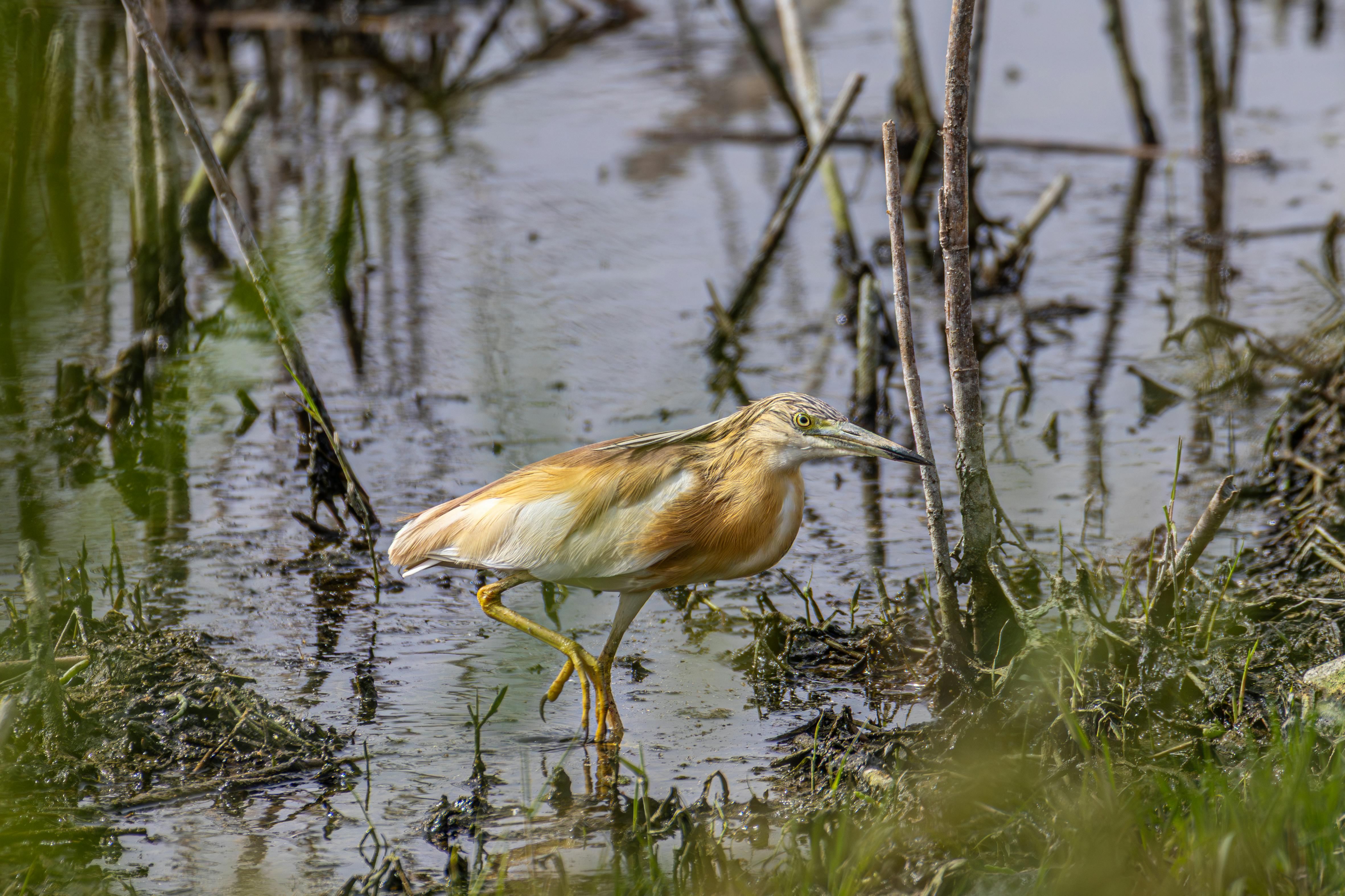 Squacco Heron Colony — Axios Delta Greece