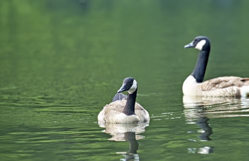Free Two Canada geese gracefully swim on a calm lake in Paderborn, Germany, amidst lush greenery. Stock Photo