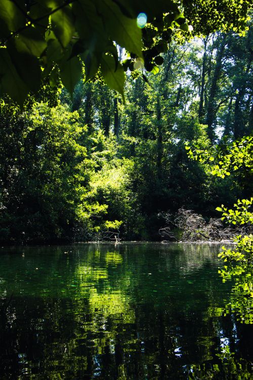 Free Calm water reflects lush green forest under bright sunlight. Stock Photo