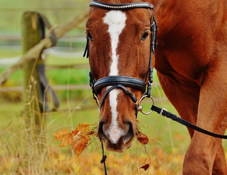 Brown And White Horse On Green Grass Field