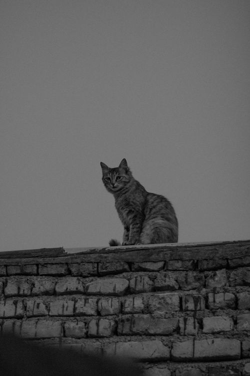 Free A black and white photo of a cat sitting on a brick wall creating a moody atmosphere. Stock Photo