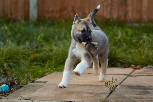 Free stock photo of akita, siberian husky, simba