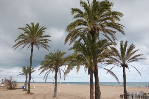 Free Palm trees on a sandy beach in Alicante, Spain, under a cloudy winter sky. Stock Photo