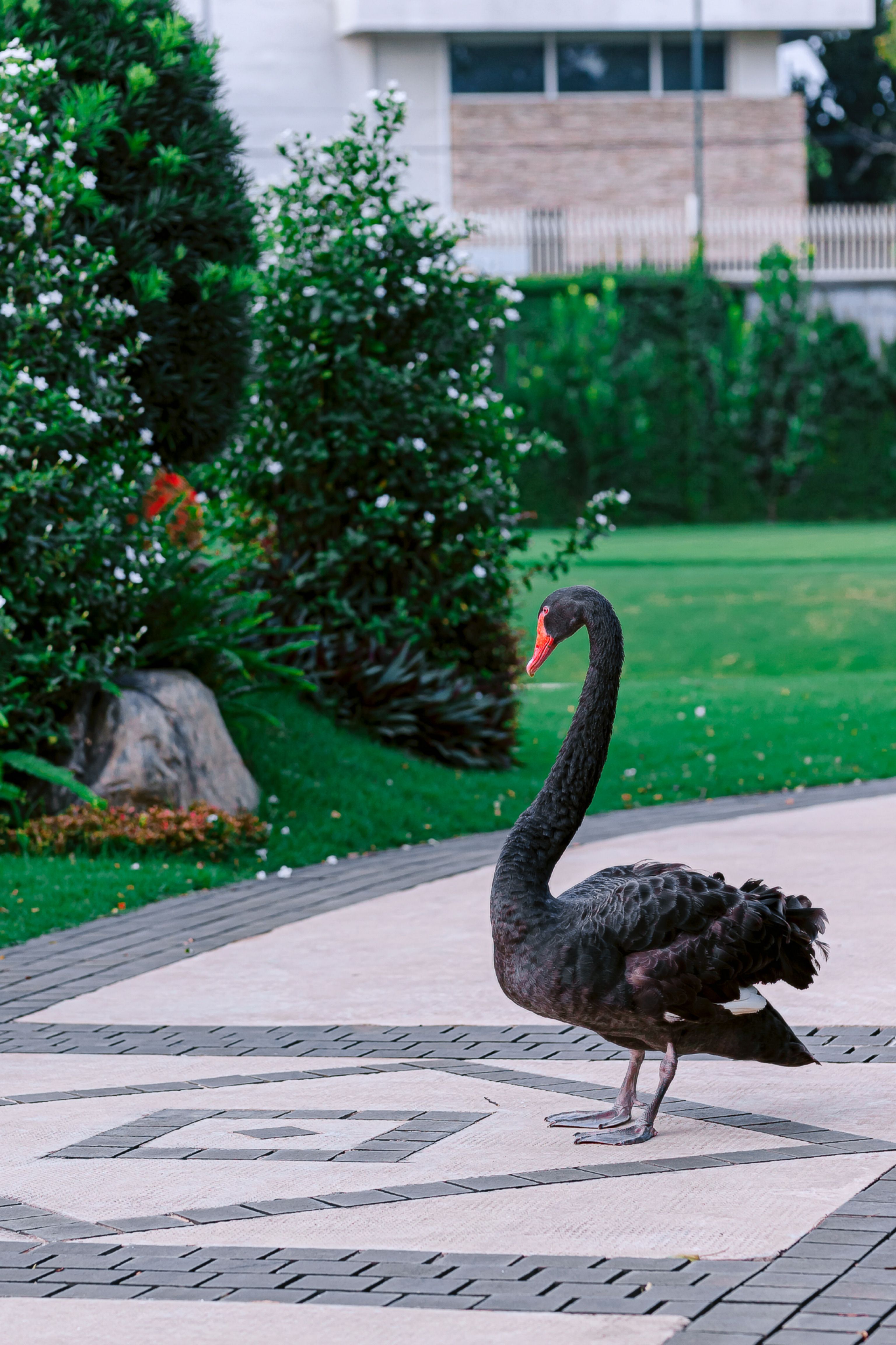 Elegant Black Swan on Ornate Garden Pathway · Free Stock Photo