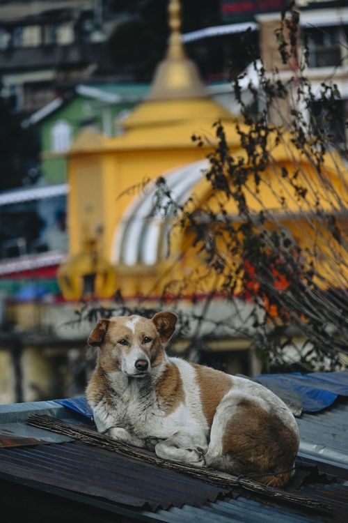 Free A stray dog resting peacefully on a rooftop with a vibrant monastery in the background, Darjeeling, India. Stock Photo