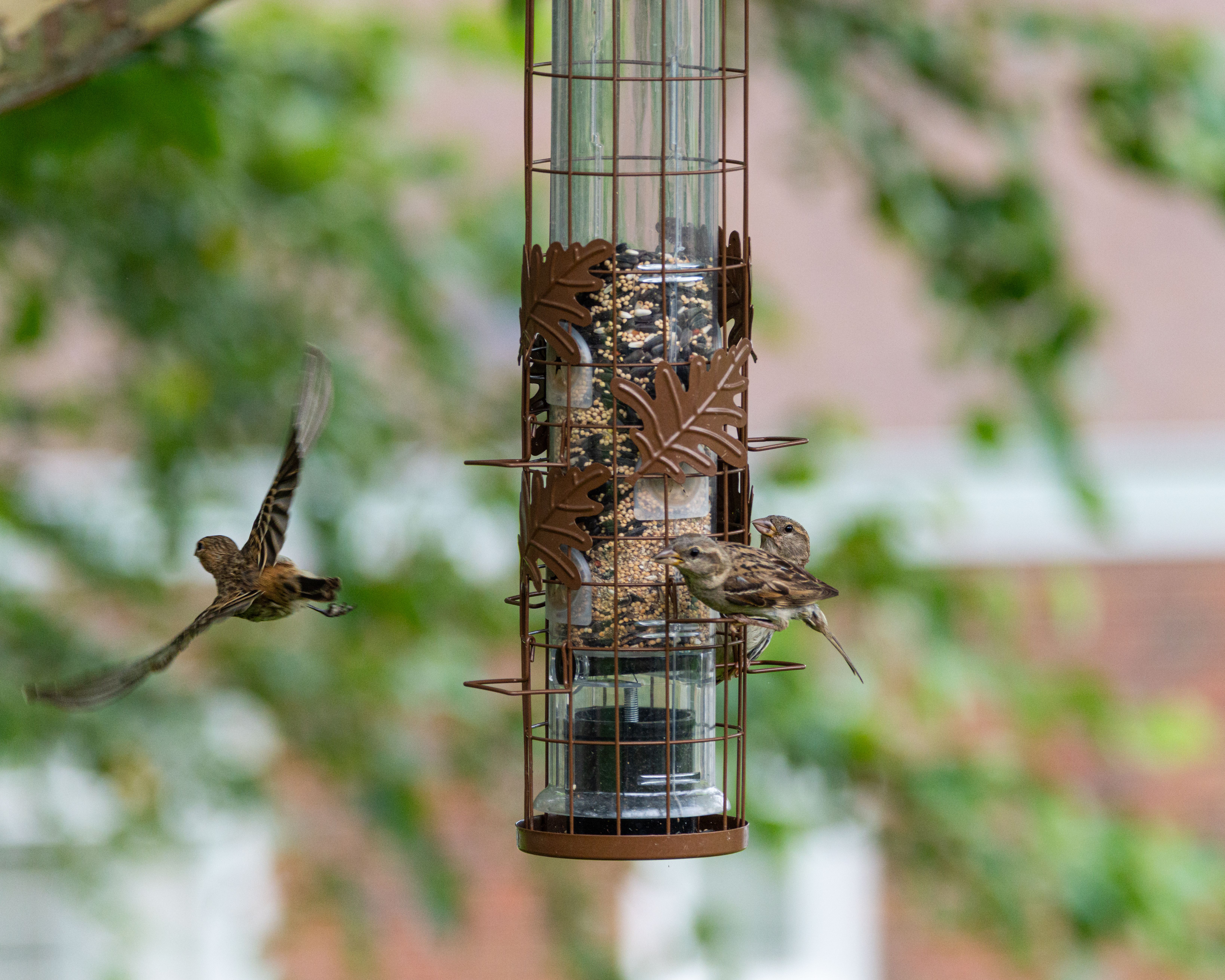 50 Common Birds Of North America