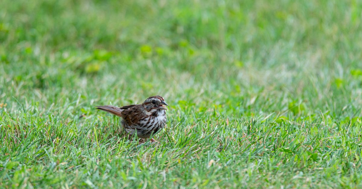 Close-up of a sparrow standing in lush green grass in Canonsburg, Pennsylvania.