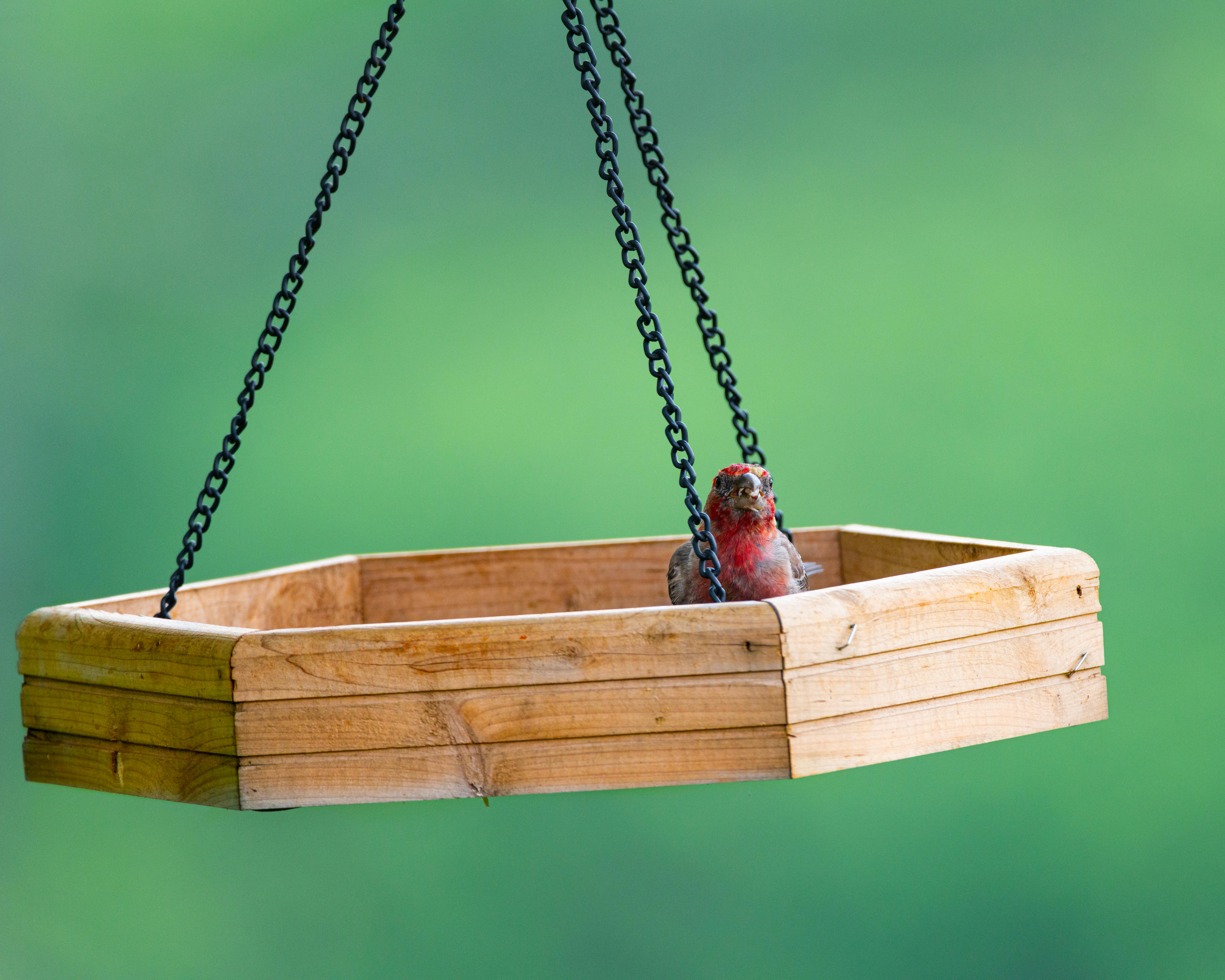 A vibrant house finch sits in a wooden feeder against a green backdrop.