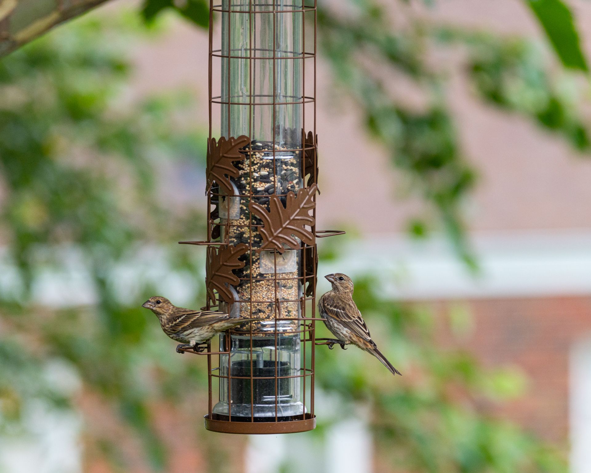 Two house finches perched on a bird feeder in a peaceful garden setting.