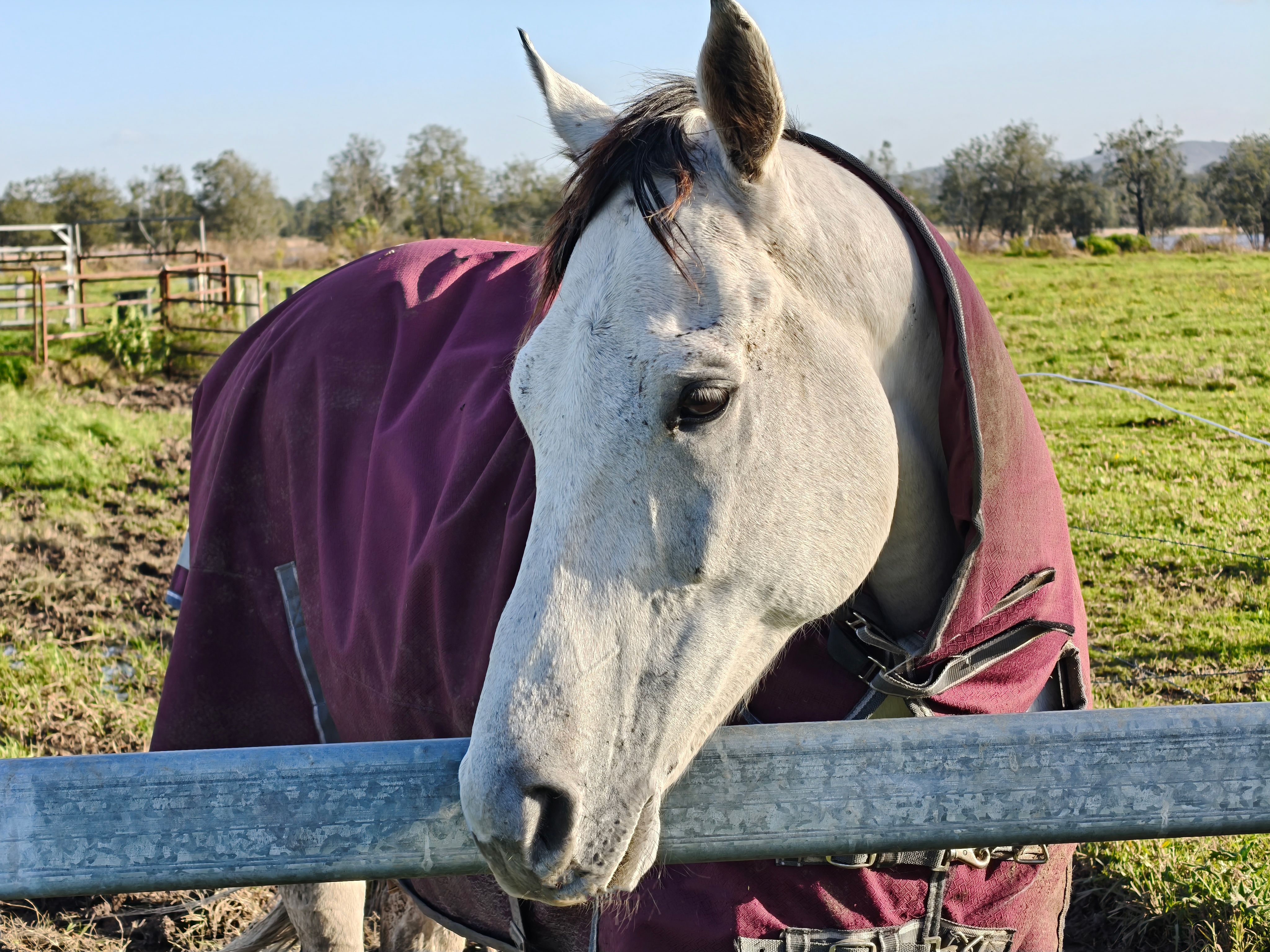 A peaceful white horse wearing a blanket, stands by a fence in a sunny Tarro, NSW farm.