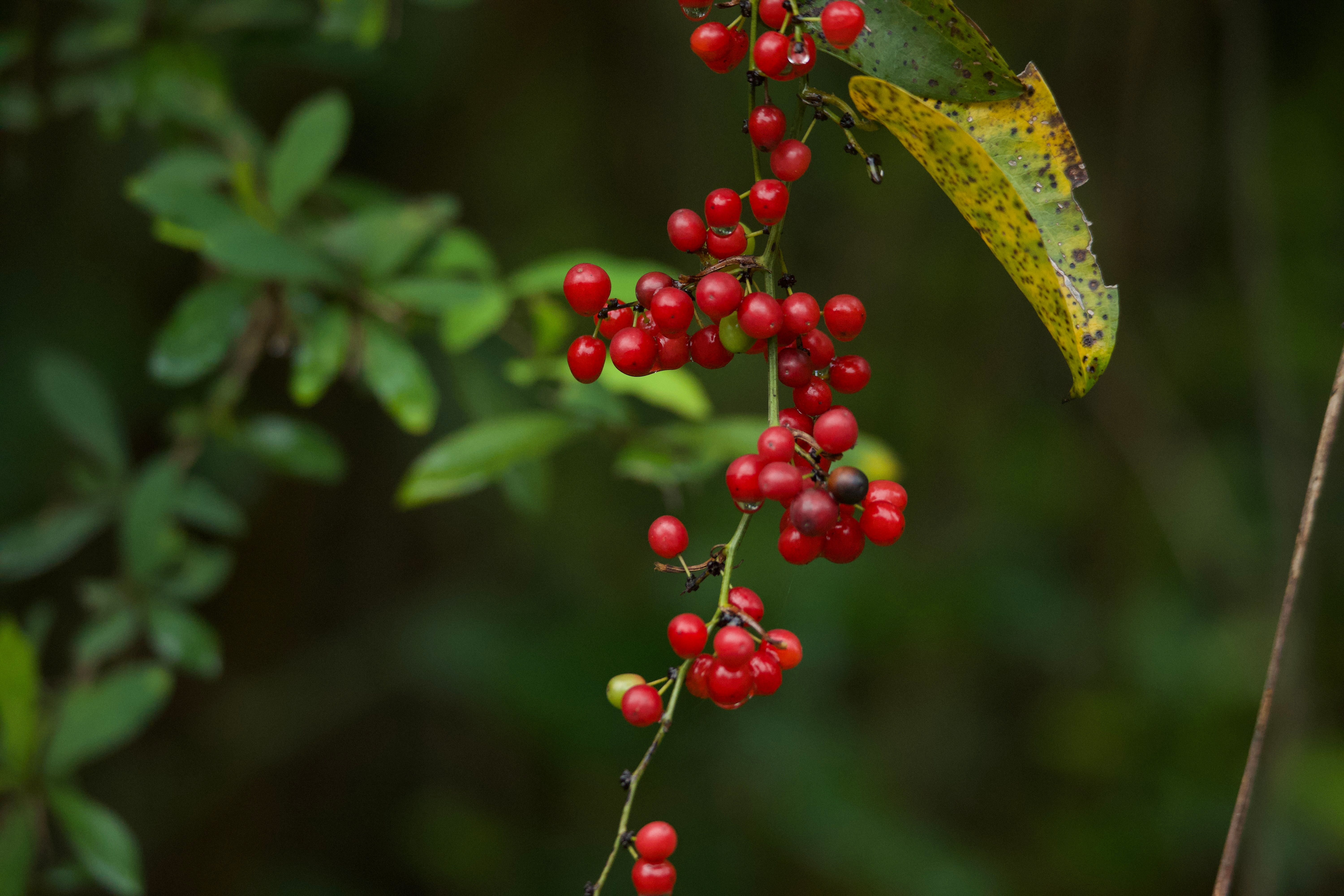 Vibrant Red Berries on Lush Green Foliage · Free Stock Photo