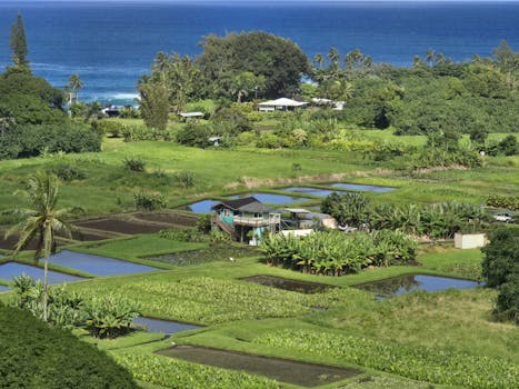 Photo by Elena Golbraykh Scenic view of vibrant Hawaiian farm fields with ocean backdrop, captured in daylight.