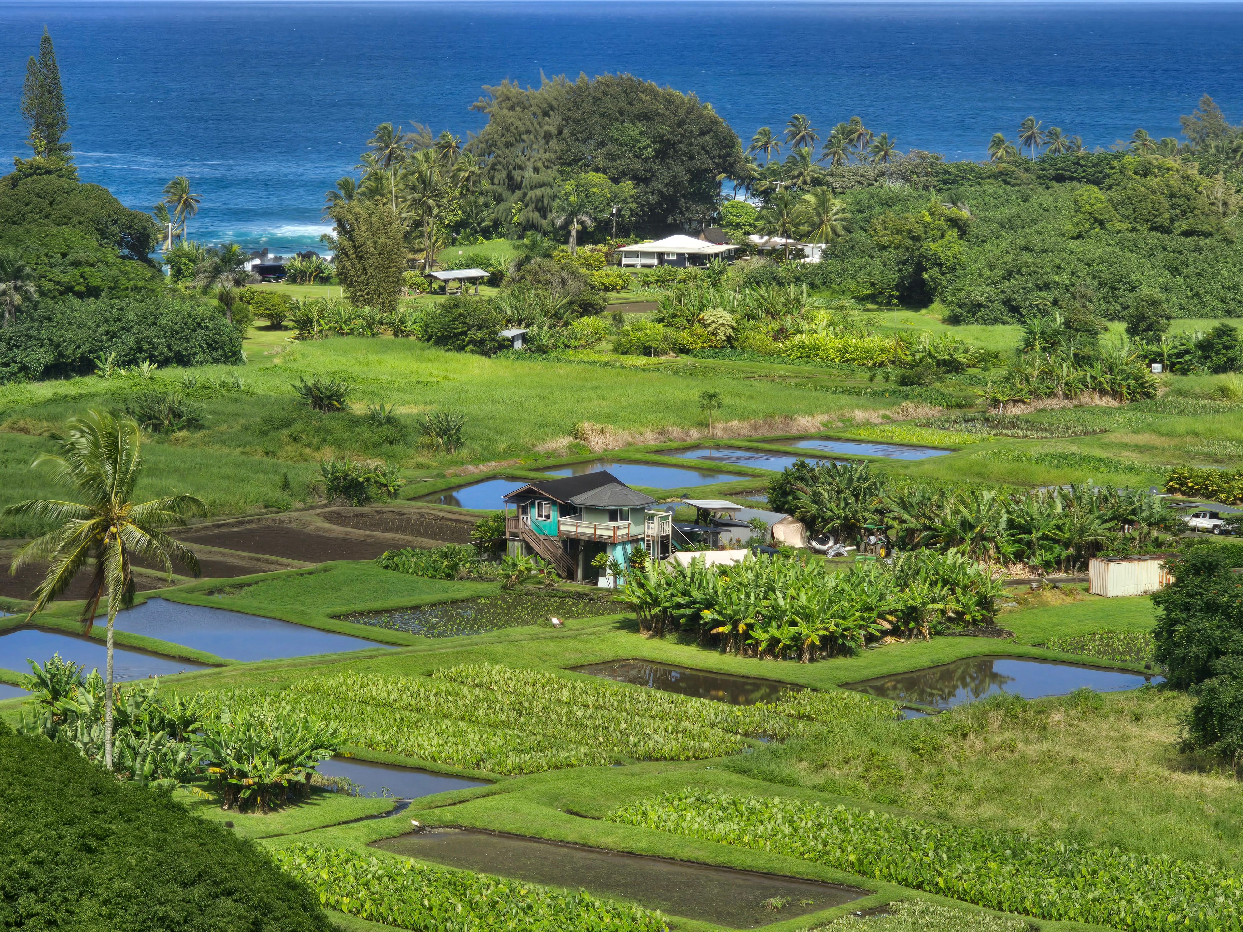 Lush Hawaiian Farm Overlooking the Ocean  Free Stock Photo