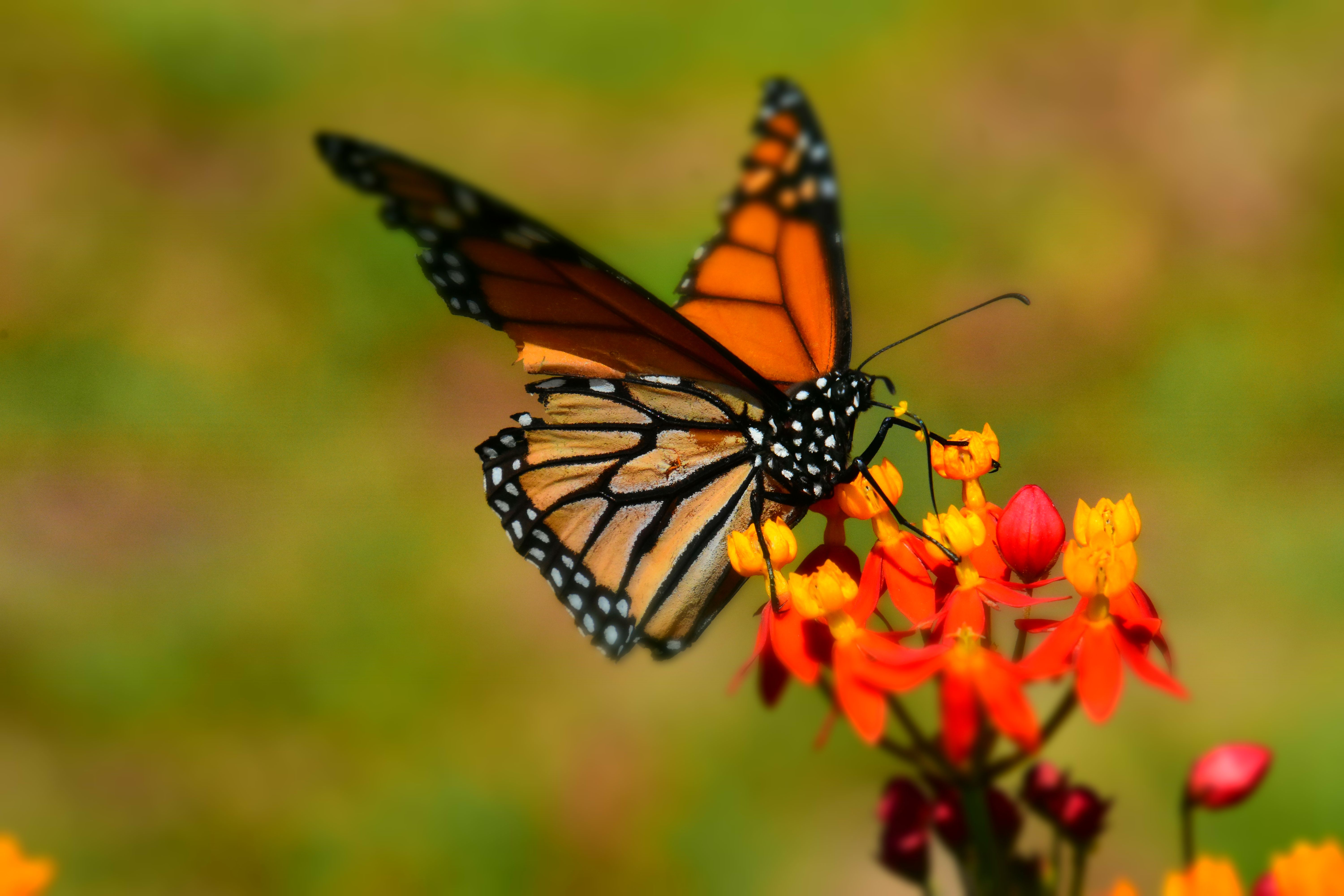 Close Up Photo of Monarch Butterfly on Top of Flower · Free Stock Photo