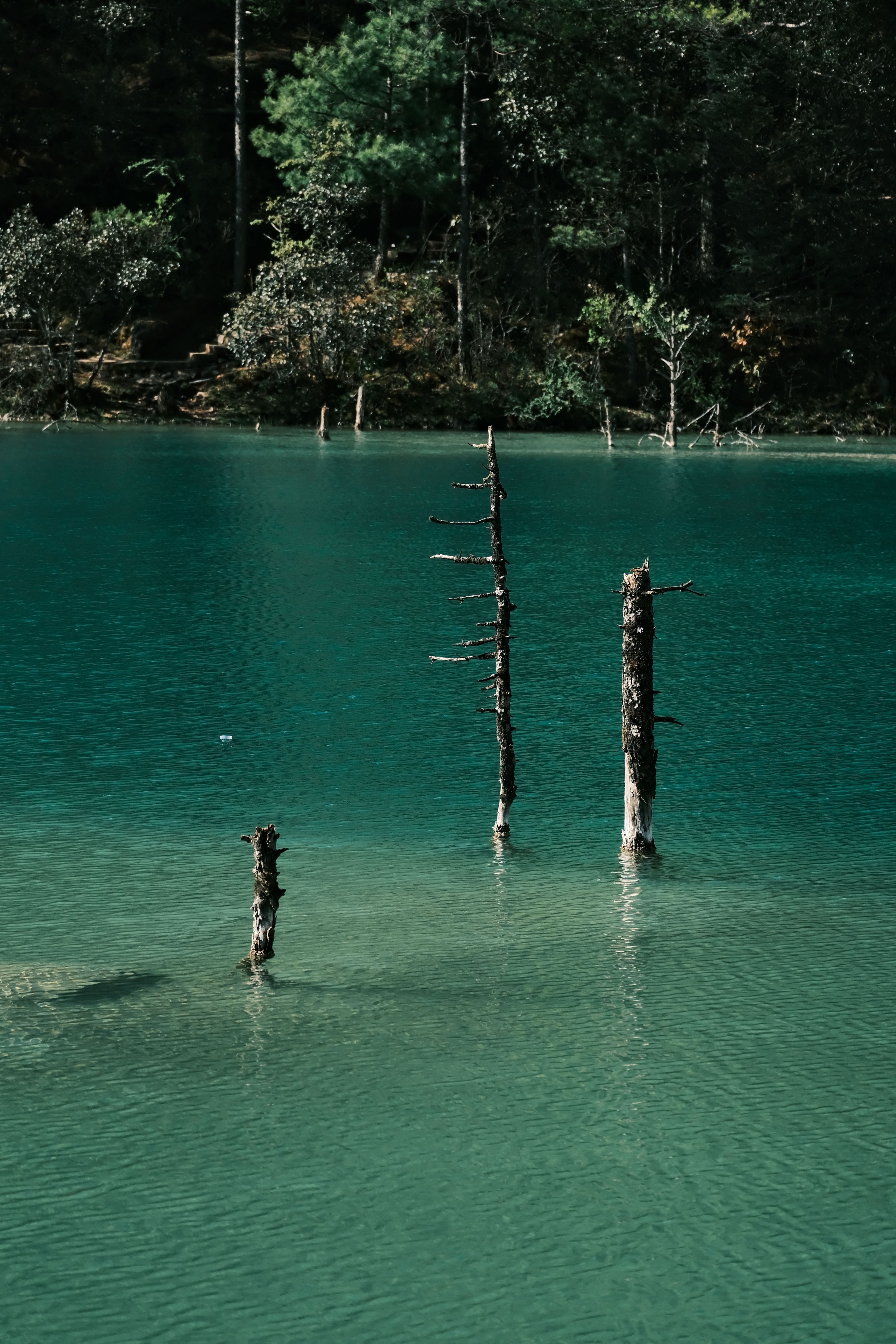Serene Emerald Lake with Standing Tree Trunks · Free Stock Photo