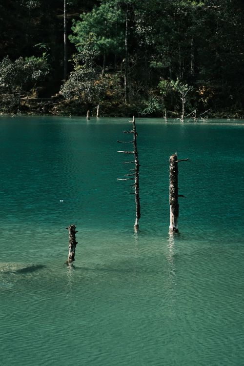 Free Capture of serene emerald lake with submerged tree trunks, surrounded by lush forest. Stock Photo