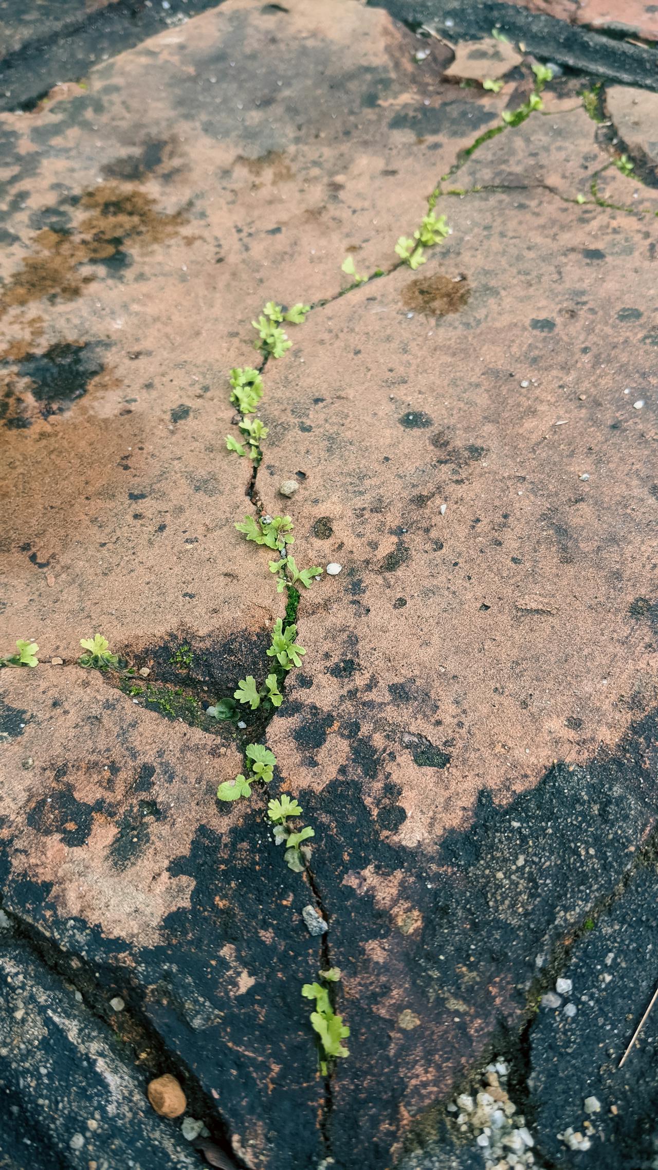 Hướng đi của đạo Bụt cho hòa bình và môi sinh | Chương 07