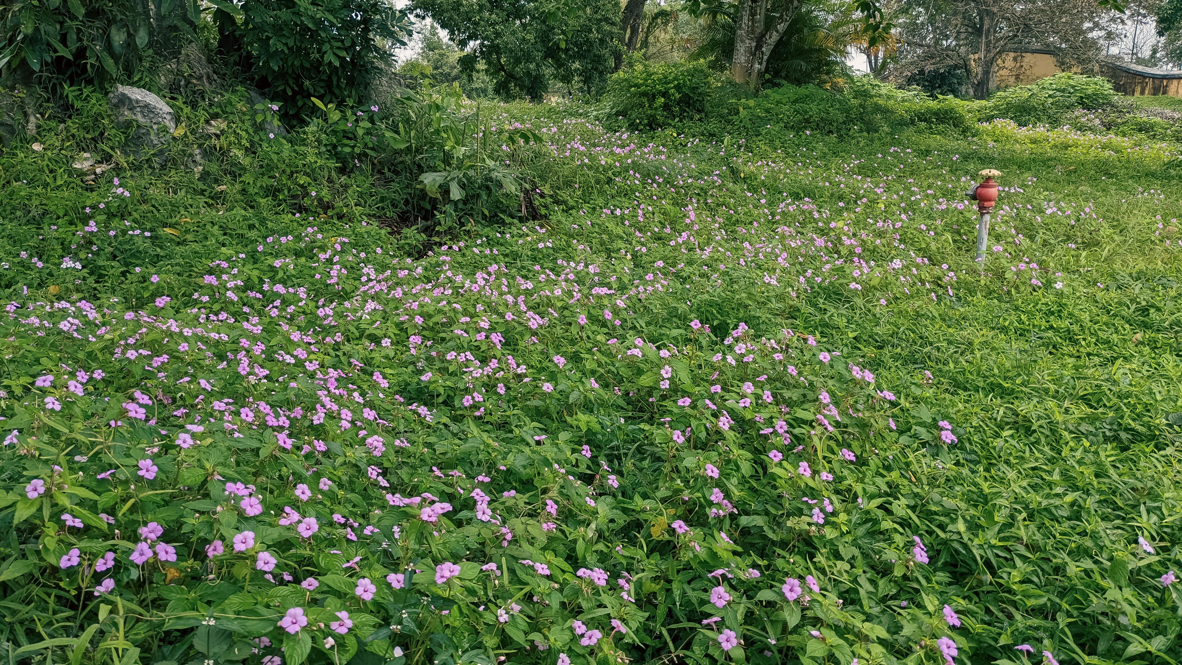 Trung tâm nghiên cứu văn học, phát triển nhà văn Việt Nam