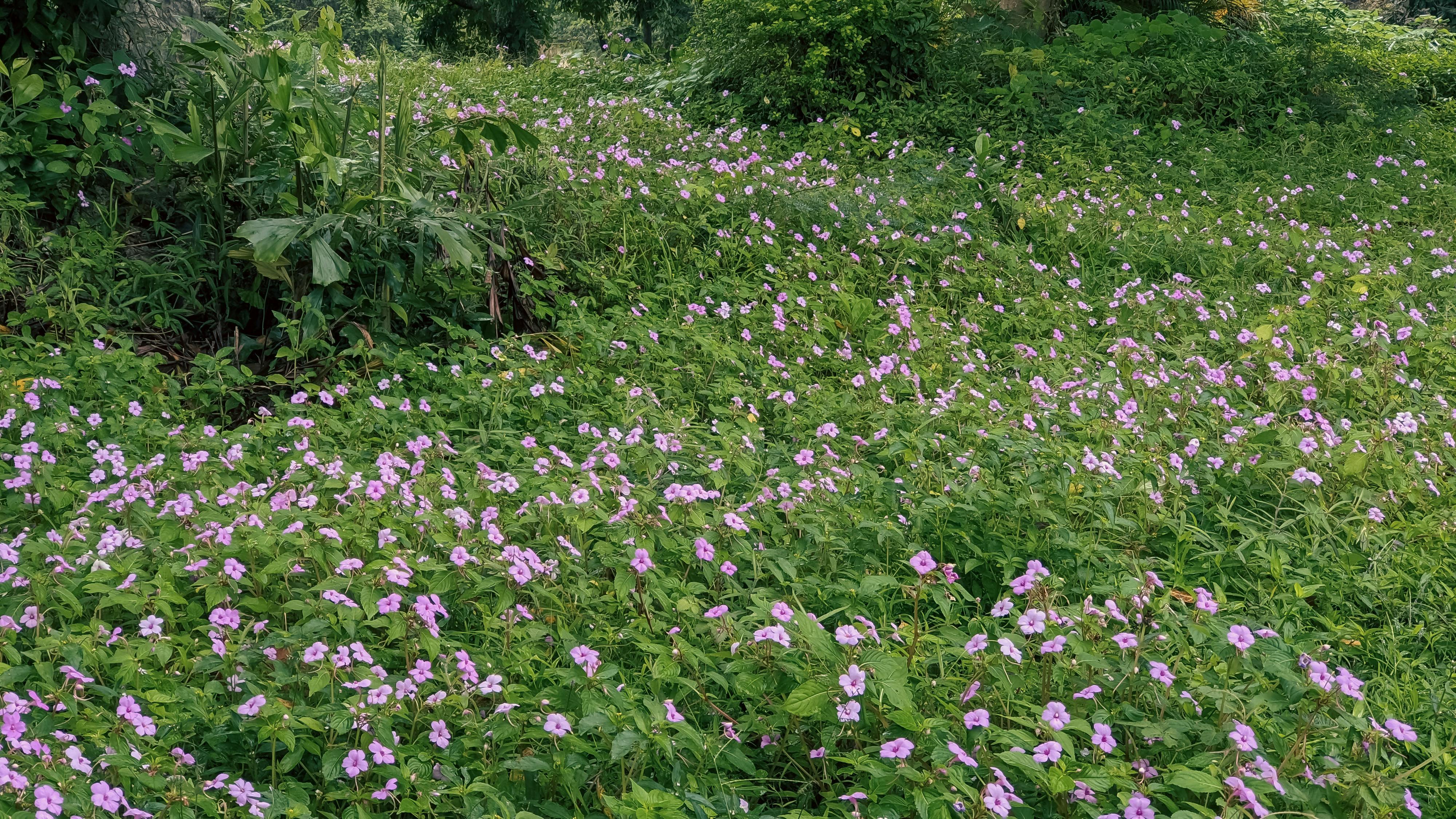 Trung tâm nghiên cứu văn học, phát triển nhà văn Việt Nam