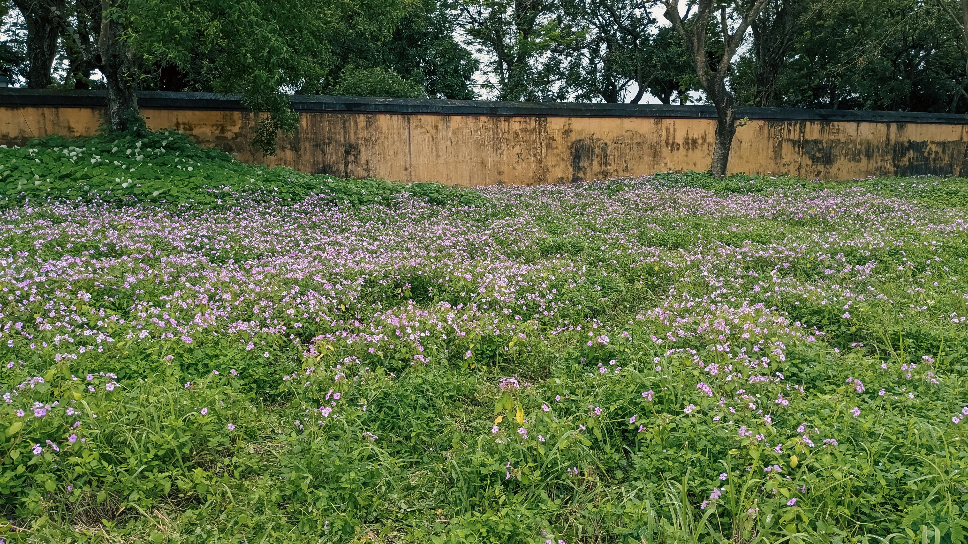 Tại sao động vật lại chơi đùa? 548 – khoa hoc, tien hoa, dong vat choi dua, tam ly dong vat.