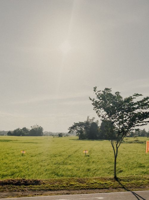 Free Rice fields  Stock Photo