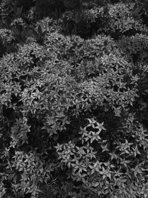 Free Santan Stock Photo