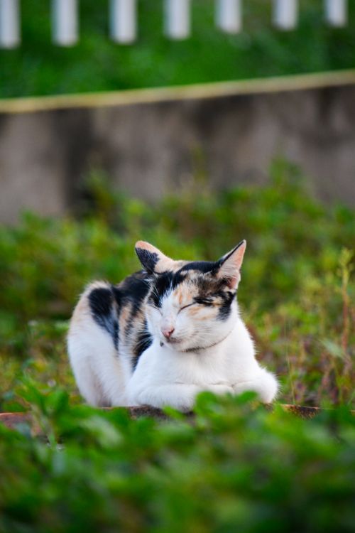 Free A peaceful calico cat lying in green garden surroundings, enjoying a tranquil moment. Stock Photo