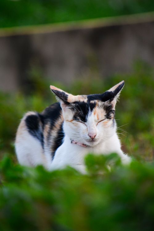 Free A relaxed tricolor cat sitting amidst lush greenery, enjoying a sunny day outdoors. Stock Photo