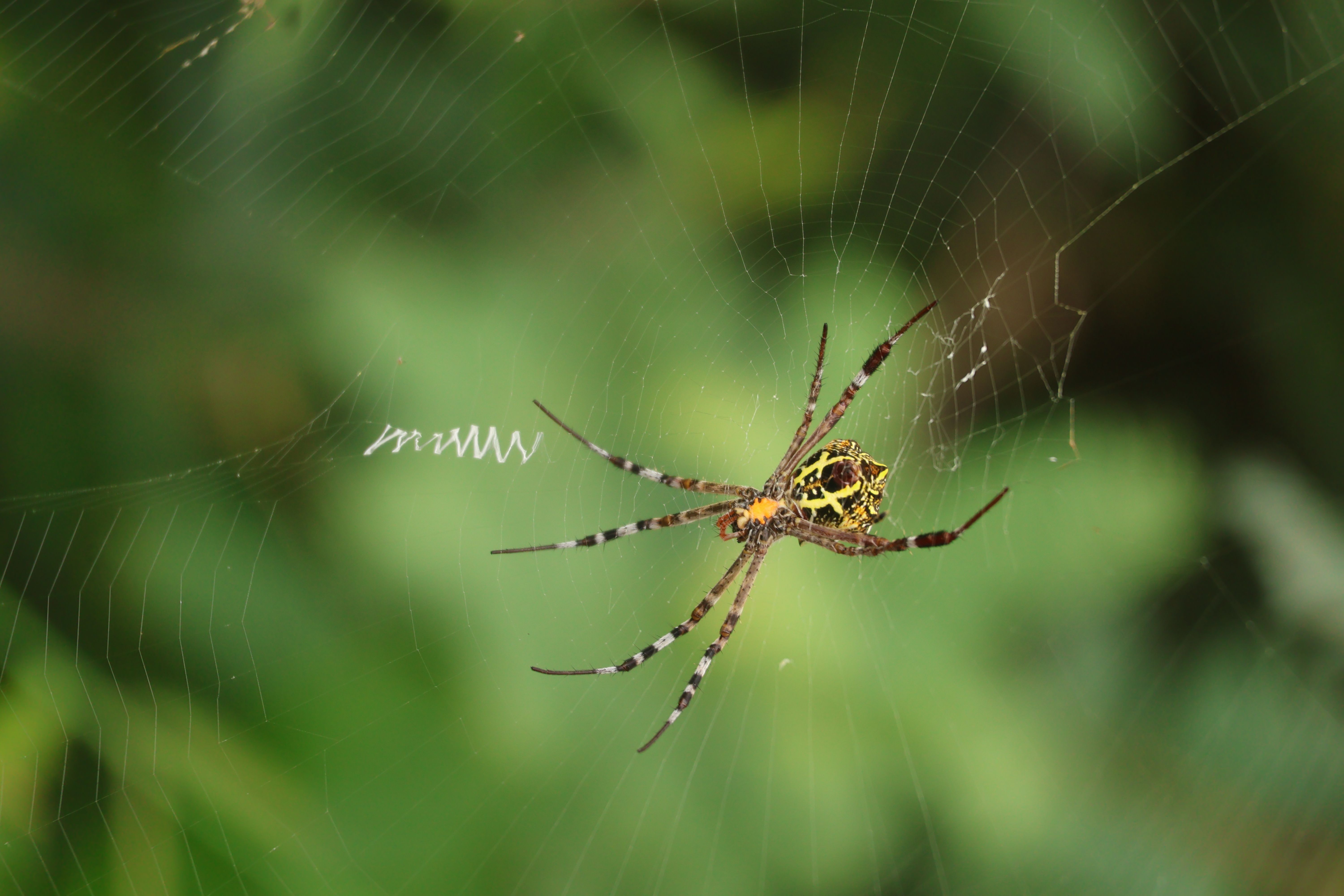 Close-Up of Orb Weaver Spider on Web · Free Stock Photo