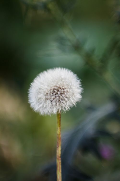 Free Delicate dandelion seed head highlighted against blurred greenery, capturing nature's beauty. Stock Photo